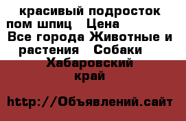 красивый подросток пом шпиц › Цена ­ 30 000 - Все города Животные и растения » Собаки   . Хабаровский край